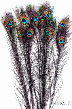 Pfau blau - 60-70 cm - schwarz